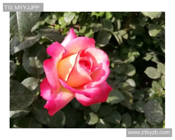 以古诗咏足坛英豪品球星风骨赏诗意人生